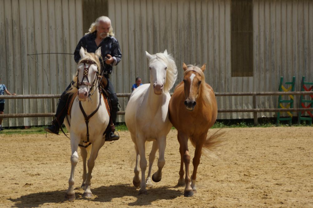 actualité élevage de chevaux vente de chevaux Charente Maritime