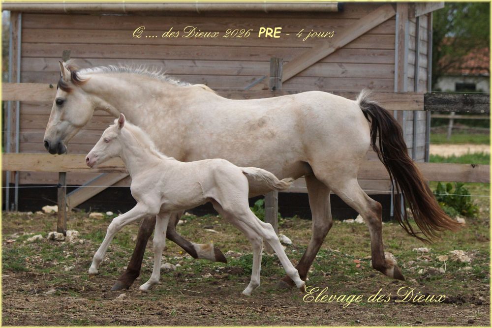 actualité élevage de chevaux vente de chevaux Charente Maritime