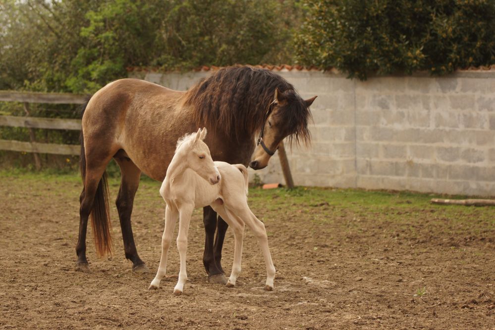 actualité élevage de chevaux vente de chevaux Charente Maritime