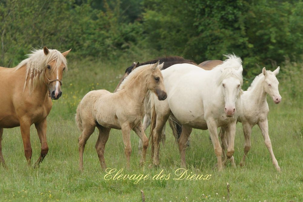 actualité élevage de chevaux vente de chevaux Charente Maritime