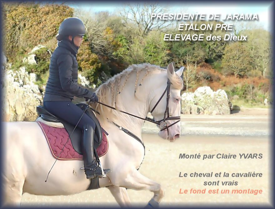 actualité élevage de chevaux vente de chevaux Charente Maritime
