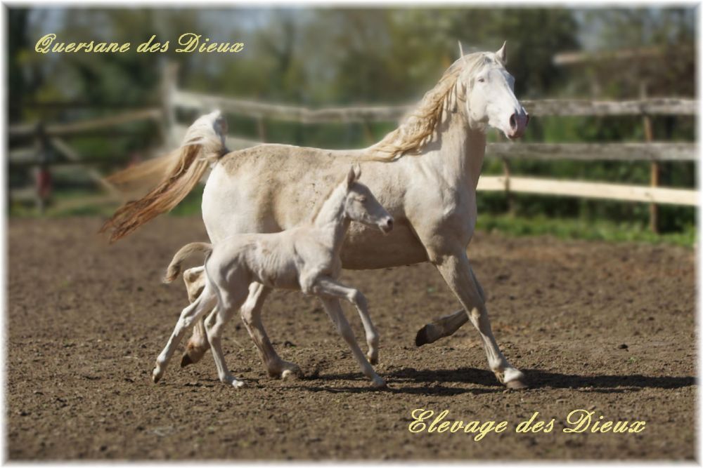 actualité élevage de chevaux vente de chevaux Charente Maritime