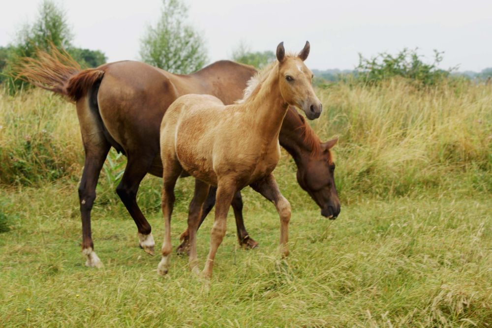 races élevage chevaux Charente Maritime