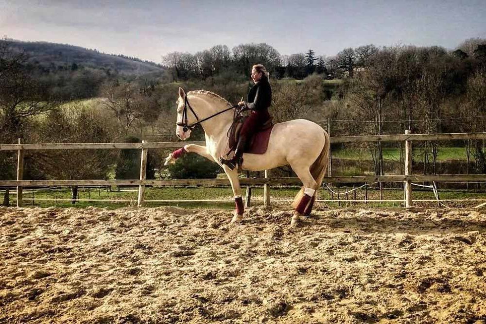 races élevage chevaux Charente Maritime