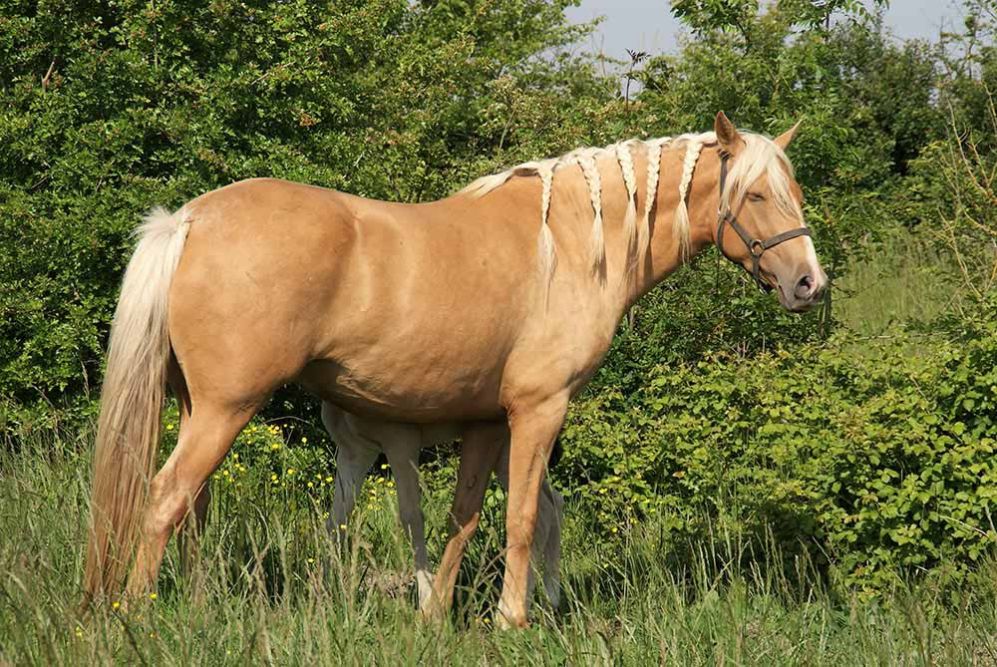 élevage de chevaux de couleur crème isabelle palomino Charente Maritime