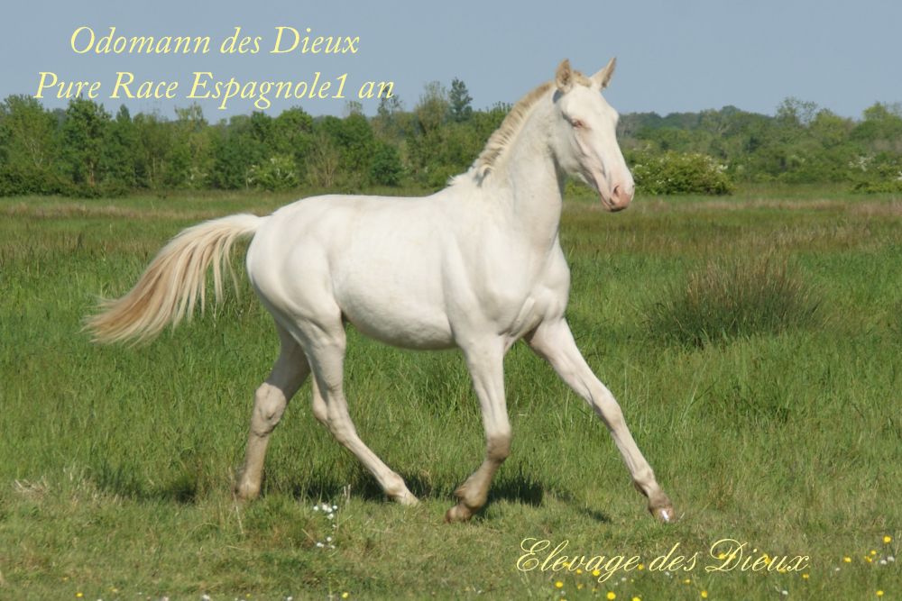 élevage de chevaux vente de chevaux Charente Maritime