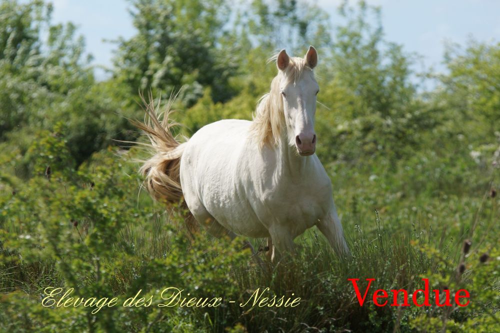 élevage de chevaux vente de chevaux Charente Maritime