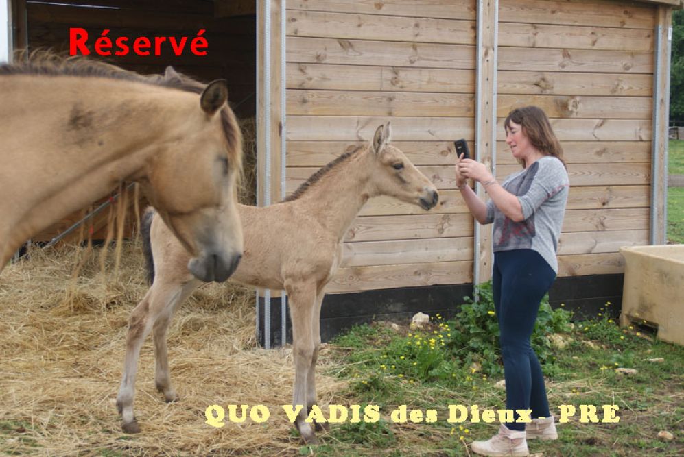 élevage de chevaux vente de chevaux Charente Maritime