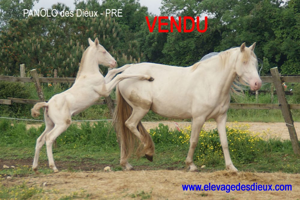 élevage de chevaux vente de chevaux Charente Maritime