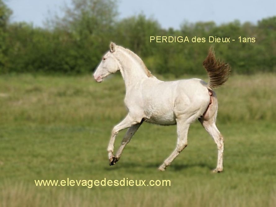 élevage de chevaux vente de chevaux Charente Maritime