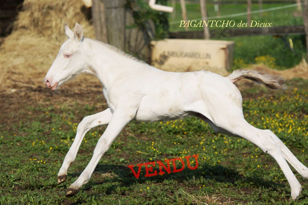 élevage de chevaux vente de chevaux Charente Maritime