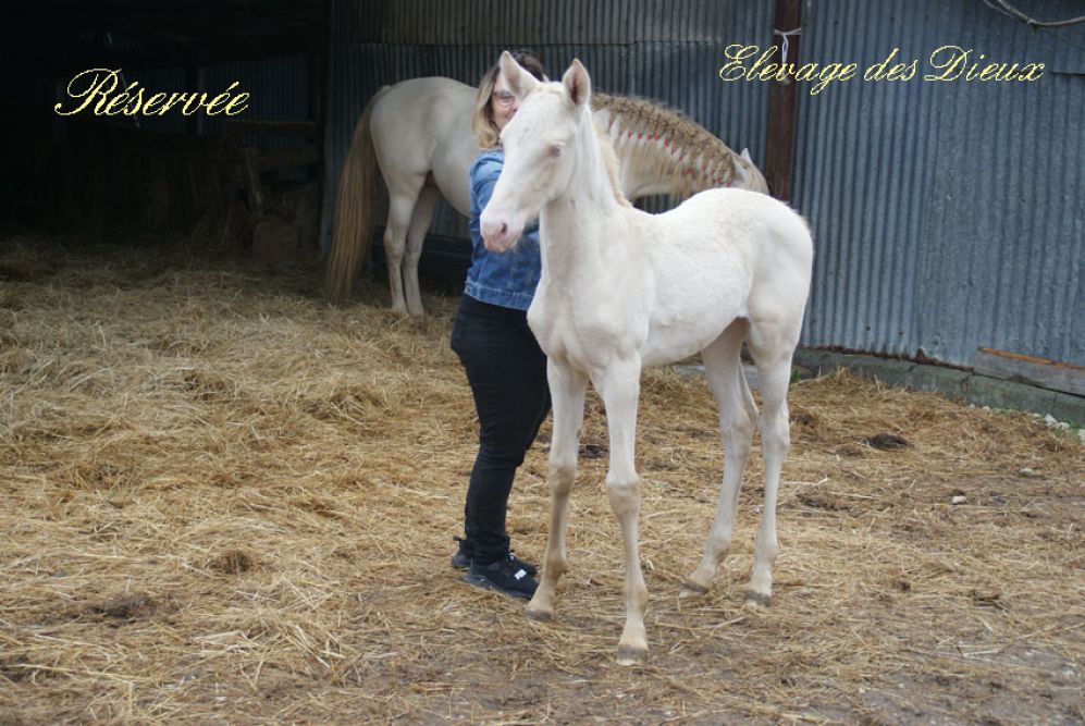 élevage de chevaux vente de chevaux Charente Maritime