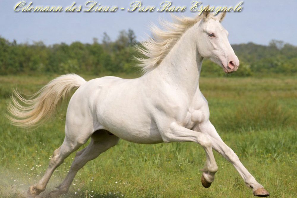 élevage de chevaux vente de chevaux Charente Maritime