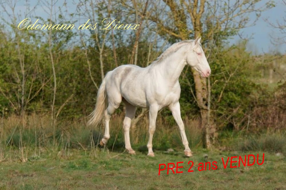 élevage de chevaux vente de chevaux Charente Maritime