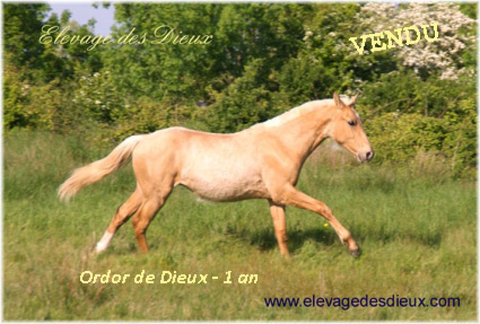 élevage de chevaux vente de chevaux Charente Maritime