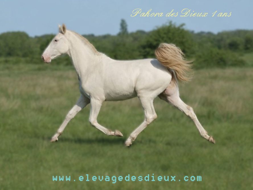 élevage de chevaux vente de chevaux Charente Maritime