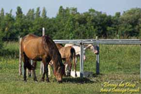 élevage de chevaux, étalons, spectacles équestres | Elevage des Dieux Charente Maritime