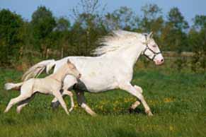 élevage de chevaux, étalons, spectacles équestres | Elevage des Dieux Charente Maritime