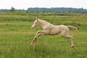 élevage de chevaux, étalons, spectacles équestres | Elevage des Dieux Charente Maritime