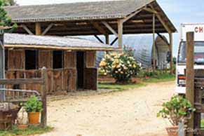 élevage de chevaux, étalons, spectacles équestres | Elevage des Dieux Charente Maritime