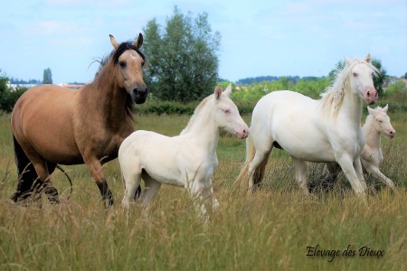 élevage de chevaux, étalons, spectacles équestres | Elevage des Dieux Charente Maritime