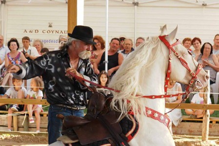 étalons couleur étalons élevage équin en Charente Maritime