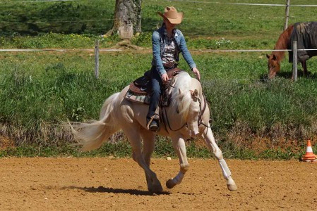 étalons élevage chevaux Charente Maritime