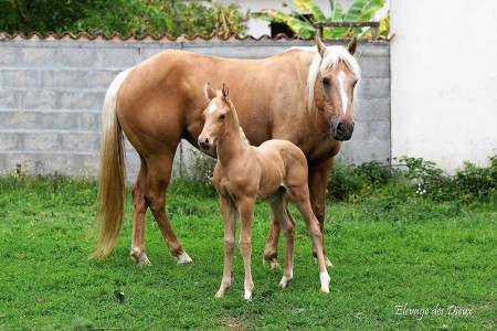 étalons élevage chevaux Charente Maritime