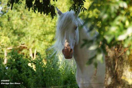 étalons élevage chevaux Charente Maritime