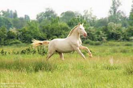 élevage de chevaux, étalons, spectacles équestres | Elevage des Dieux Charente Maritime