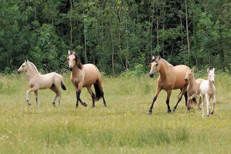 élevage de chevaux, étalons, spectacles équestres | Elevage des Dieux Charente Maritime