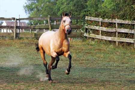 élevage de chevaux, étalons, spectacles équestres | Elevage des Dieux Charente Maritime