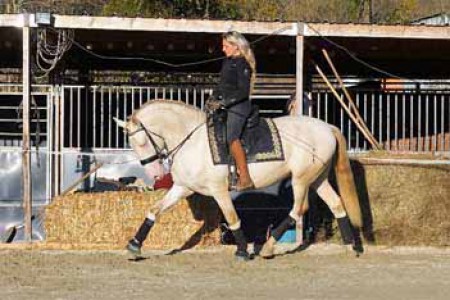 étalons couleur étalons élevage équin en Charente Maritime