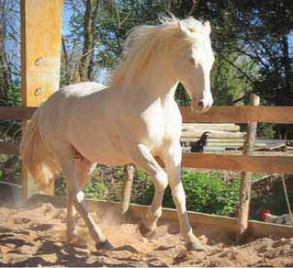 étalons élevage chevaux Charente Maritime