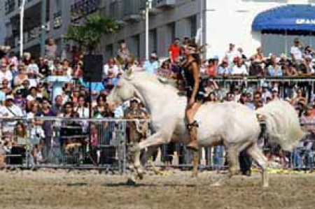 étalons couleur étalons élevage équin en Charente Maritime