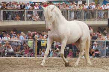 étalons couleur étalons élevage équin en Charente Maritime