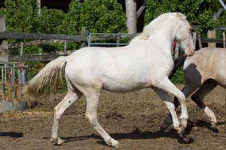 élevage de chevaux, étalons, spectacles équestres | Elevage des Dieux Charente Maritime