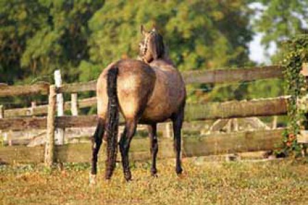 élevage de chevaux, étalons, spectacles équestres | Elevage des Dieux Charente Maritime