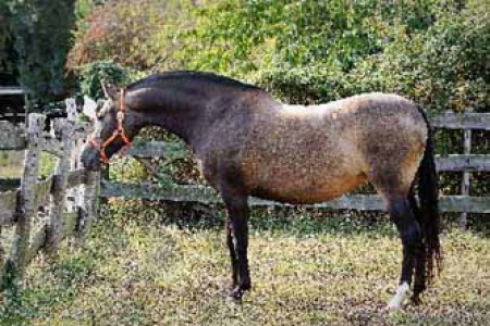 élevage de chevaux, étalons, spectacles équestres | Elevage des Dieux Charente Maritime