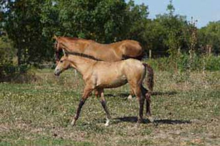 élevage de chevaux, étalons, spectacles équestres | Elevage des Dieux Charente Maritime