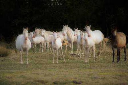 élevage de chevaux, étalons, spectacles équestres | Elevage des Dieux Charente Maritime