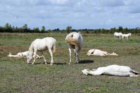 élevage de chevaux, étalons, spectacles équestres | Elevage des Dieux Charente Maritime