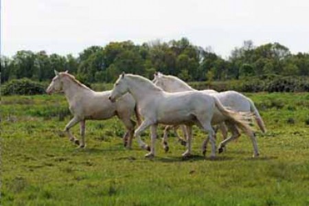 élevage de chevaux, étalons, spectacles équestres | Elevage des Dieux Charente Maritime