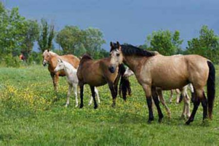 élevage juments poulinières, étalons, spectacles équestres | Elevage des Dieux Charente Maritime