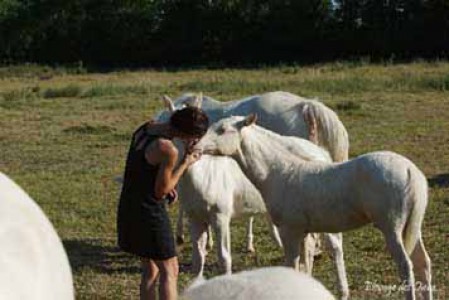 élevage poulains, étalons, spectacles équestres | Elevage des Dieux Charente Maritime