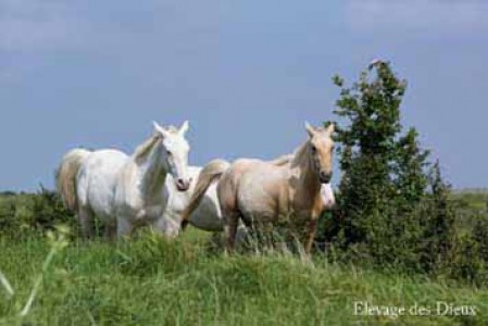 élevage poulains, étalons, spectacles équestres | Elevage des Dieux Charente Maritime