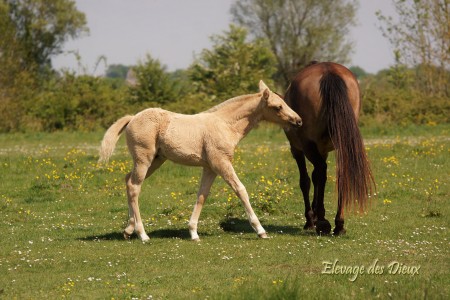 Elevage des Dieux | élevage de chevaux en Charente Maritime