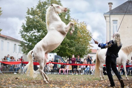 Elevage des Dieux | élevage de chevaux en Charente Maritime