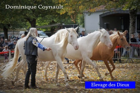 Elevage des Dieux | élevage de chevaux en Charente Maritime