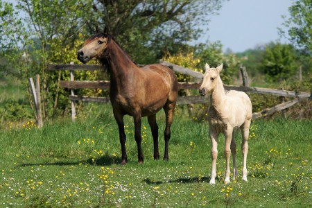 Elevage des Dieux | élevage de chevaux en Charente Maritime